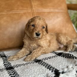 Labradoodle Puppies from Kona's Doodles