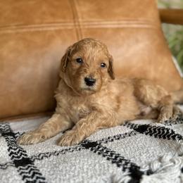 Labradoodle Puppies from Kona's Doodles