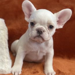 Scarlette - Cream female French Bulldog puppy in Las Vegas, Nevada from Legacy