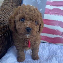 Nacho - Brown male Maltipoo puppy in South Jordan, Utah from Ollie-Pop Paws Breeding