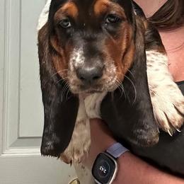 Basset Hound Puppies from Jen's Bassets