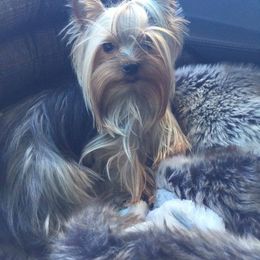 Sniper - Yorkshire Terrier