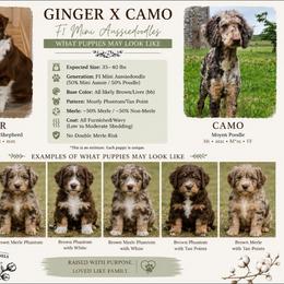 Aussiedoodle puppies from Cotton Country Kennels