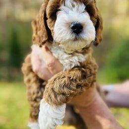 Jack - Red male Cavapoo puppy in Natural Bridge, Virginia from Rockbridge Puppies