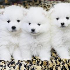 American Eskimo Dog Puppies from Brookside Eskies