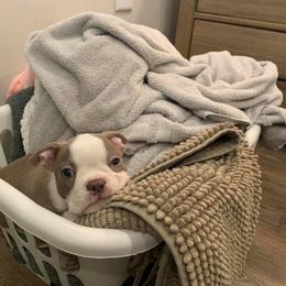 Boston Terrier Puppies from Lola’s House of Bostons & Rescue