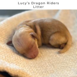 Micro Goldendoodle Male - Reservation Spot Available - Apricot male Goldendoodle puppy in Layton, Utah from Gracious Doodle Dogs