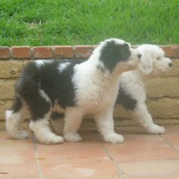Old English Sheepdogs from Dee Caswell's Old English Sheepdogs