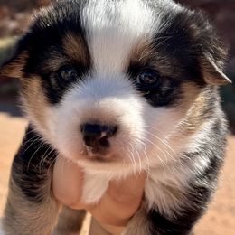 Pembroke Welsh Corgi and Toy Australian Shepherd Puppies from Double Bar H Corgis & Aussies