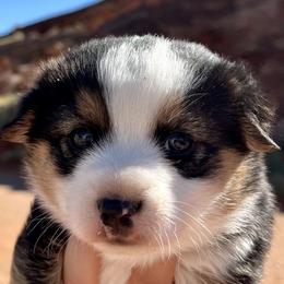 Pembroke Welsh Corgi and Toy Australian Shepherd Puppies from Double Bar H Corgis & Aussies