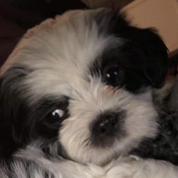 Shih Tzus from Fur Shih Tzu