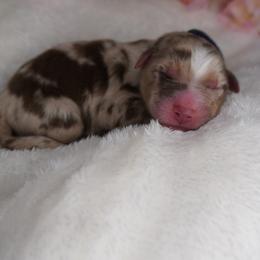 Simba - Red merle male Australian Shepherd puppy in Cedar Hill, Tennessee from Kreger Farms