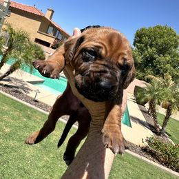 Blue color boy - Rd whtn blk nose male Rhodesian Ridgeback puppy in Surprise, Arizona from Arizona Ridgebacker