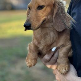 Dex - Dachshund