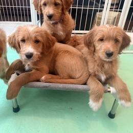 Goldendoodle Puppies from Skye Blue Goldendoodles