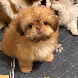 Ava - Liver female Shih Tzu puppy in Galveston, Texas from 🌗 New Moon Shih Tzu 🌗