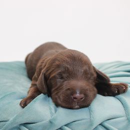 Petra - Chocolate female Australian Cobberdog puppy in Bellingham, Minnesota from Whispering Prairie Australian Cobberdog