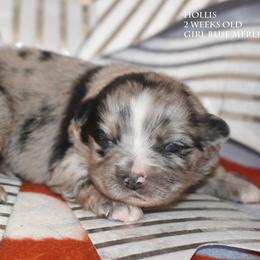 Hollis - Blue merle female Miniature Australian Shepherd puppy in Patterson, North Carolina from DreamLine Aussies
