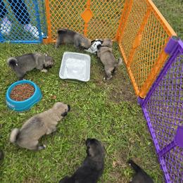 Anatolian Shepherd Dog Puppies from Florida Anatolian Shepherds