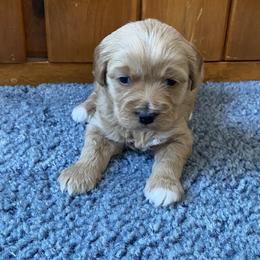 Bella - Red  female Goldendoodle puppy in Lowville, New York from Adirondack Labradoodles