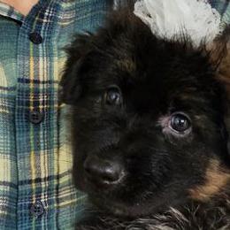 Loretta - Black and red German Shepherd puppy in Columbus, Indiana from Stony Lonesome GSD