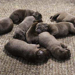Dodge - Chocolate male Labrador Retriever puppy in Camden, Indiana from Camden's Caring Canines