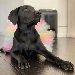 Labrador Retrievers from Wojnar Labs
