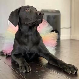 Labrador Retrievers from Wojnar Labs