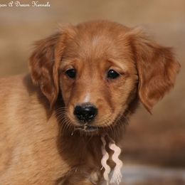 Polly's Light Pink Girl - Dark golden female Golden Retriever puppy in Idaho Falls, Idaho from Once Upon A Dream Kennels