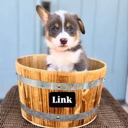 Lincoln-Link - Blue male Pembroke Welsh Corgi puppy in Norman, Oklahoma from Charm Farm Corgis