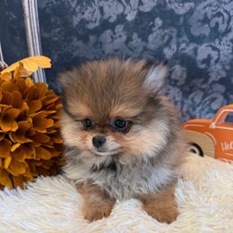 Carnation - Orange sable female Pomeranian puppy in Success, Missouri from Sweet Success