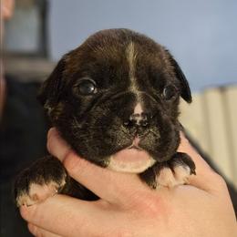 Blaze - Brindle male Boxer puppy in East Moline, Illinois from WildRiver Boxers