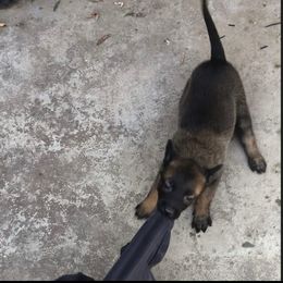Belgian Malinois Puppies from ROSC K9