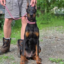 Loki (Co-Own Only) - Black and rust male Doberman Pinscher puppy in China Township, Michigan from Snell's Superior Kennel Dobermann & GSP