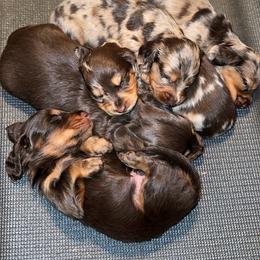 Dachshund puppies from Southern Ridge Kennels