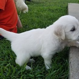 Golden Retriever Puppies from Light Hill Goldens