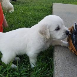 Golden Retriever Puppies from Light Hill Goldens