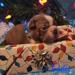 Eddie - Red male Boston Terrier puppy in Lexington, Indiana from NanzBostz