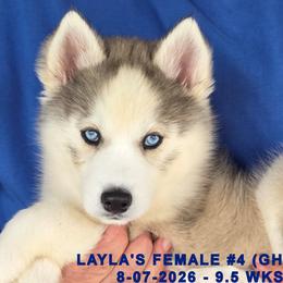 LAYLA'S FEMALE 4 - Gray and white female Siberian Husky puppy in Manilla, Iowa from Bruck's Siberian Huskies