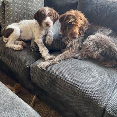 German Wirehaired Pointer All Grown Up from Osborne’s Wirehairs