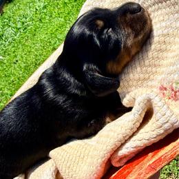 Bud - Black and tan male Dachshund puppy in Mabank, Texas from Lovin’ Li’s Furry Sausages