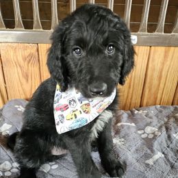 Dodge - Black male Bordoodle puppy in Fredericktown, Ohio from Brisby Bordoodles