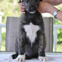 Irish Wolfhound Puppies from Stormborn Irish Wolfhounds