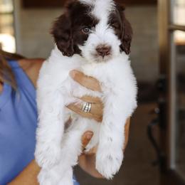 Jack - Brown and white male Bernedoodle puppy in Yuba City, California from Ranch House Doodles