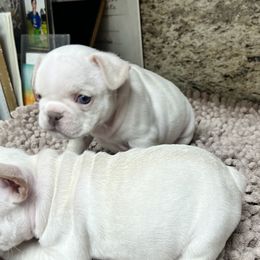 French Bulldog Puppies from Grand Frenchies
