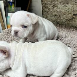 French Bulldog Puppies from Grand Frenchies