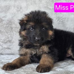 Pink Collar Female - Black and red female German Shepherd puppy in Sumner, Iowa from Vom Wilke Kennels