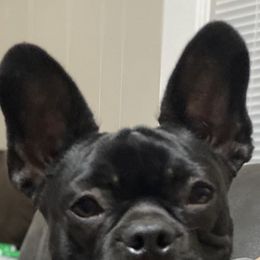 Boston Terriers and French Bulldogs from Pickarts Pups Frenchton and Boston Terrier