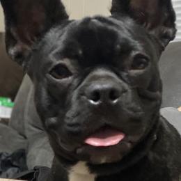 Boston Terriers and French Bulldogs from Pickarts Pups Frenchton and Boston Terrier