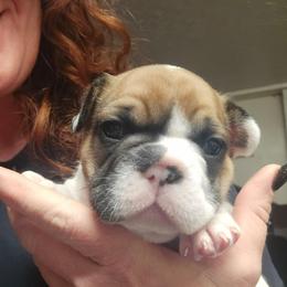 Boy 3 - Fawn and white male French Bulldog puppy in North Platte, Nebraska from Honey Hole Frenchies